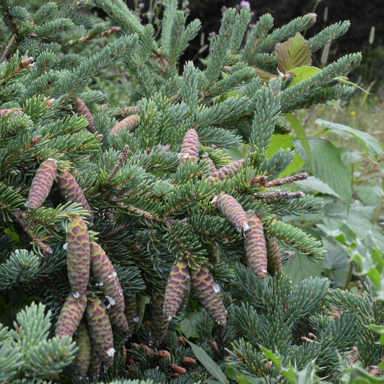 Canadian Spruce (Picea glauca)