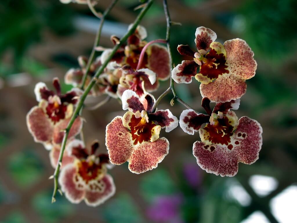 Intergeneric Orchids