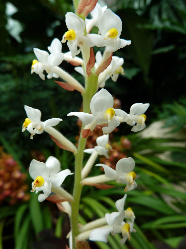 Ludisia Orchids (jewel orchids)