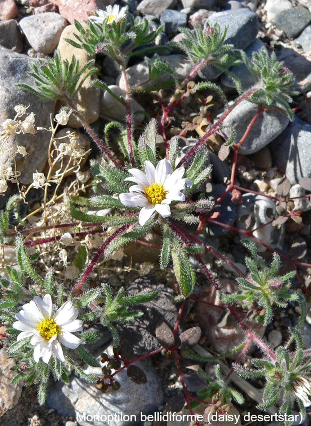 Monoptilon bellidiforme (daisy desertstar)