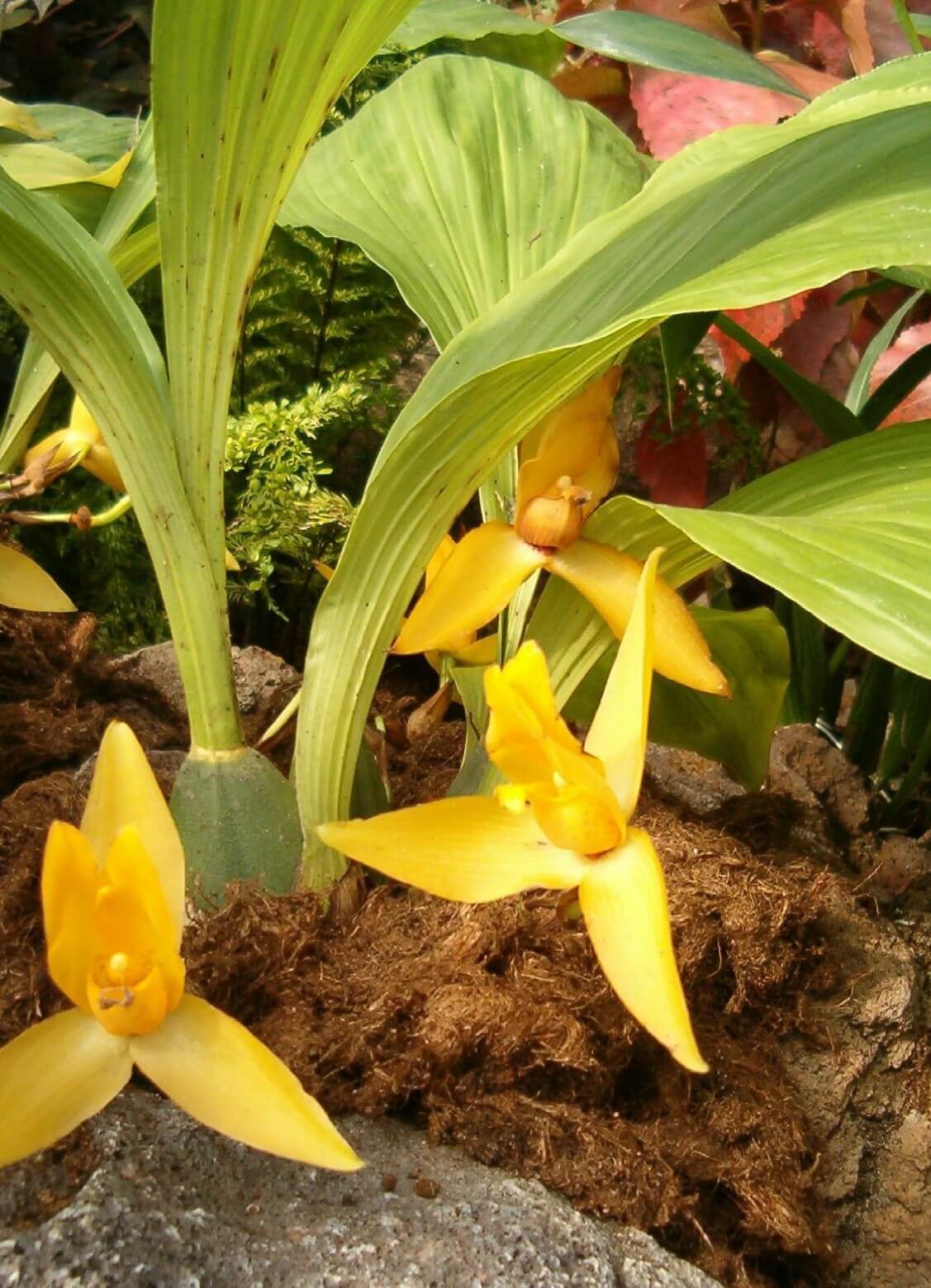 Lycaste Orchids