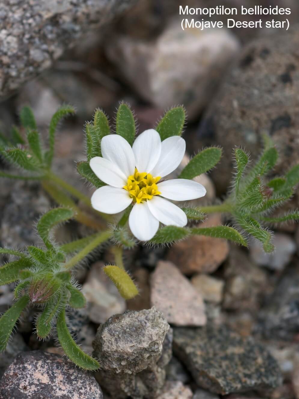 Monoptilon bellioides (Mojave Desert star)