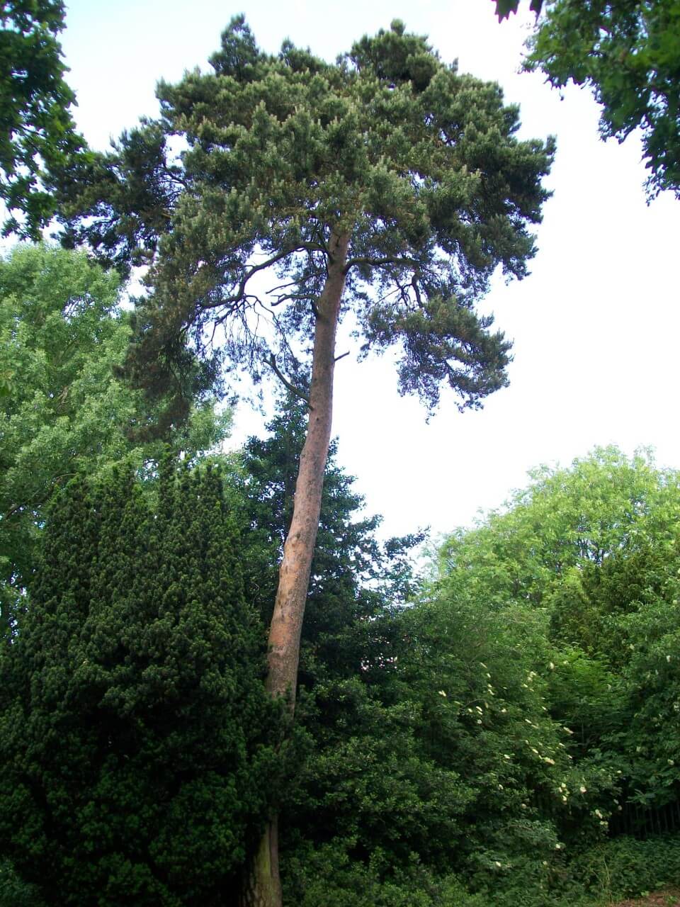 Scotch Pine/Scots Pine (Pinus sylvestris)
