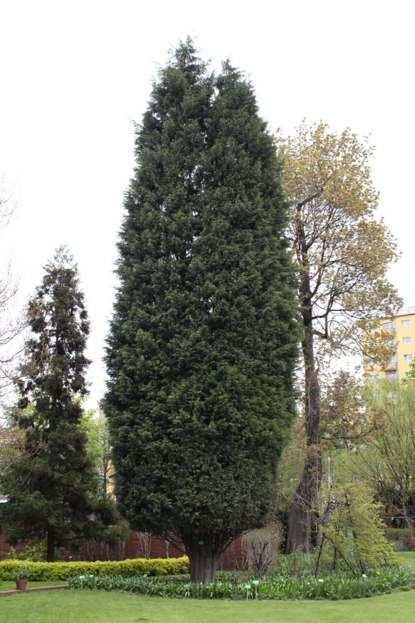 Leyland Cypress (Cupressus × leylandii)