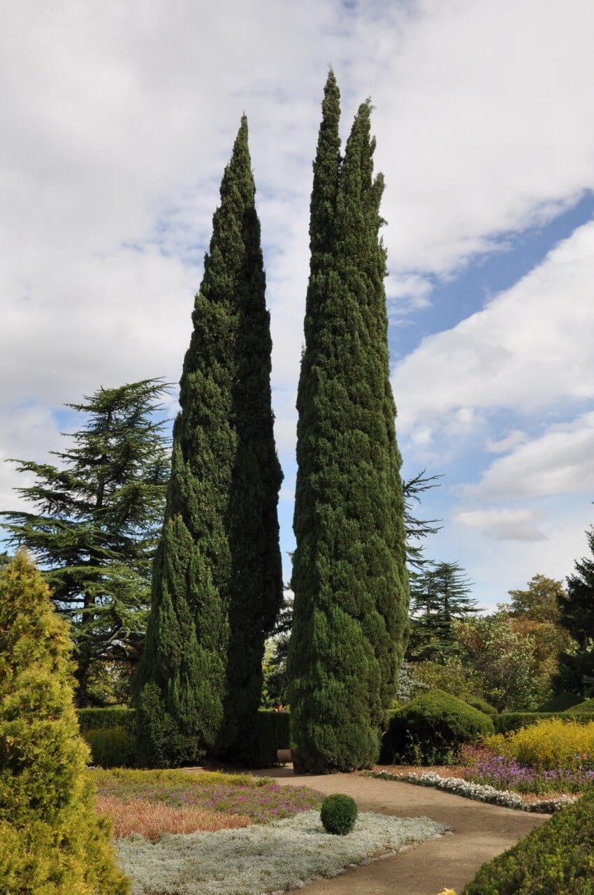 Mediterranean Cypress (Cupressus sempervirens)
