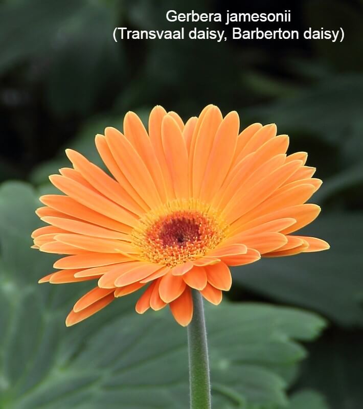 Gerbera jamesonii (Transvaal daisy, Barberton daisy)