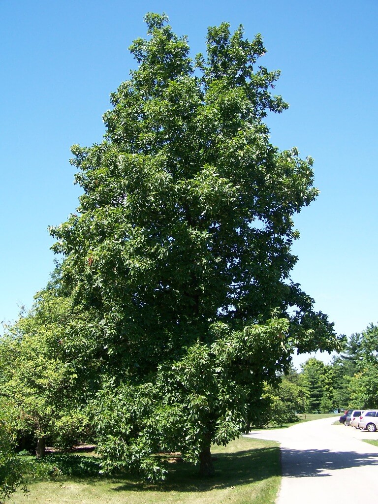 Hickory trees