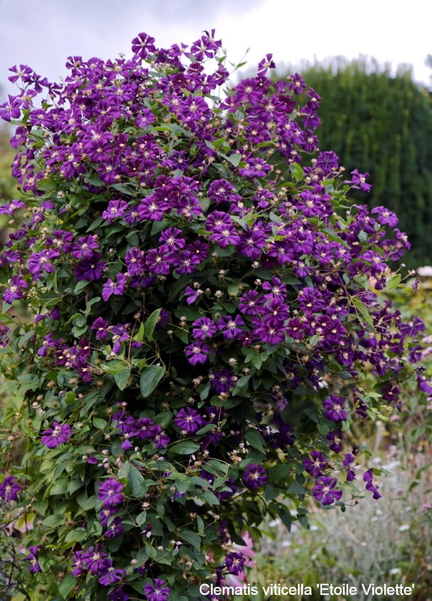 Clematis viticella 'Etoile Violette'