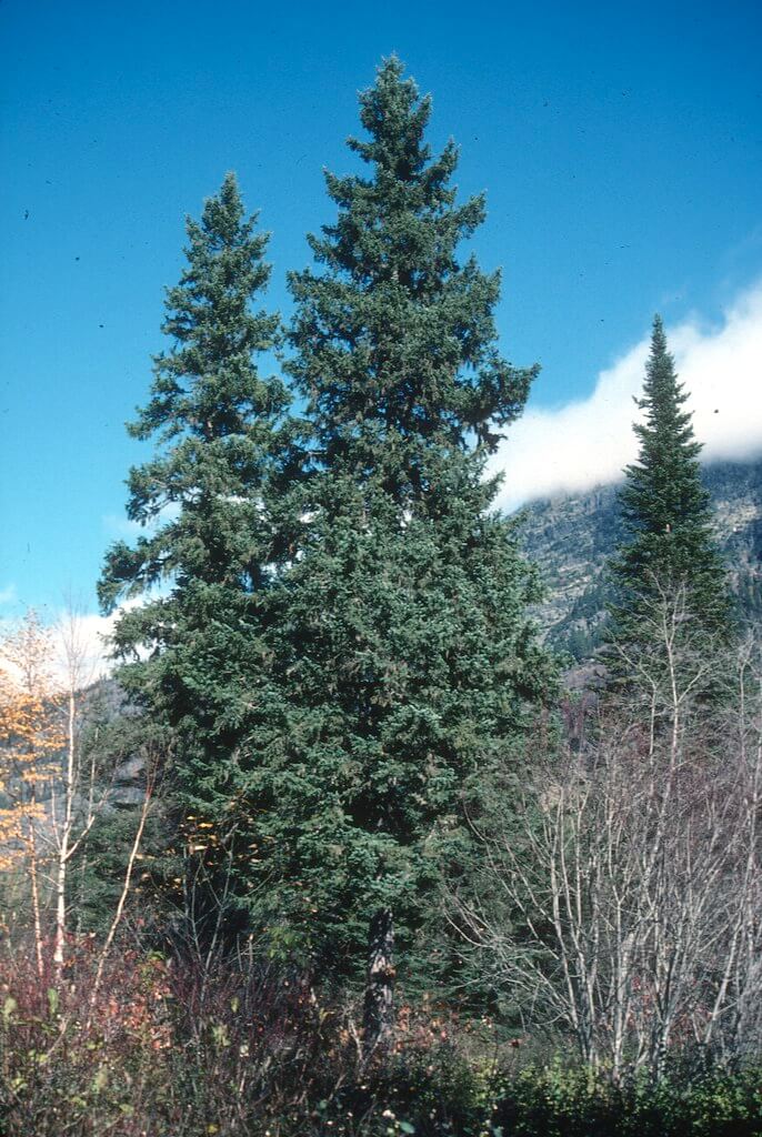 White Spruce (Picea Glauca)