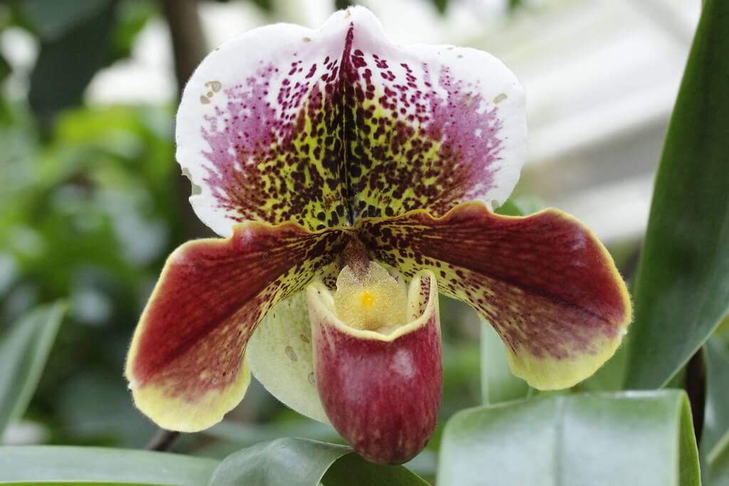 Paphiopedilum Orchids (Venus slipper)