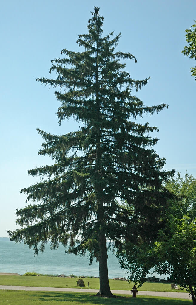 Norway Spruce (picea abies)