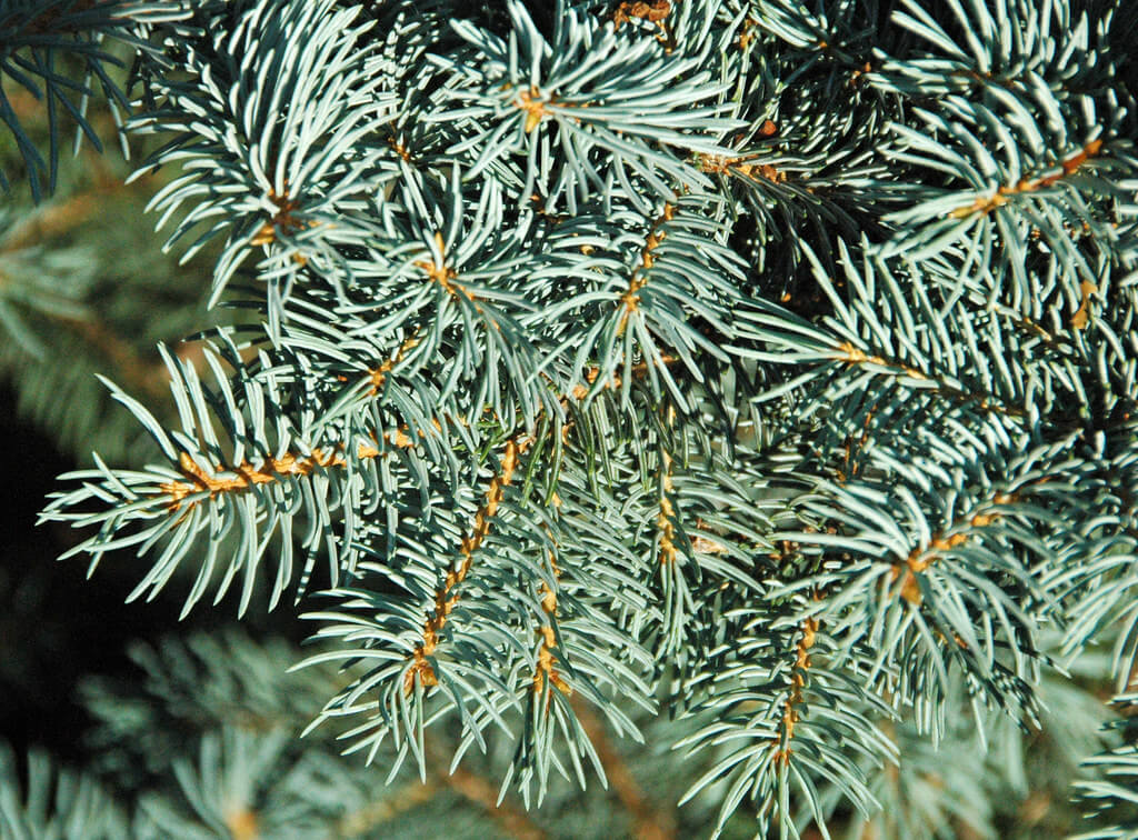 Colorado Blue Spruce (picea pungens)