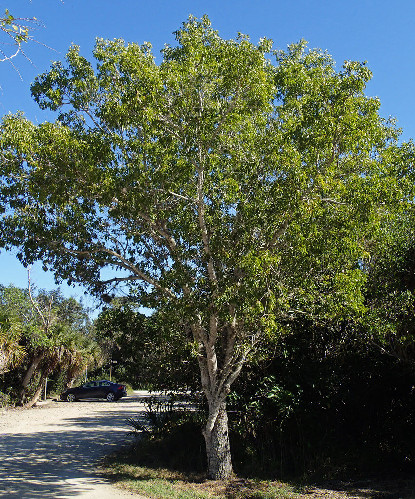 Mahogany trees