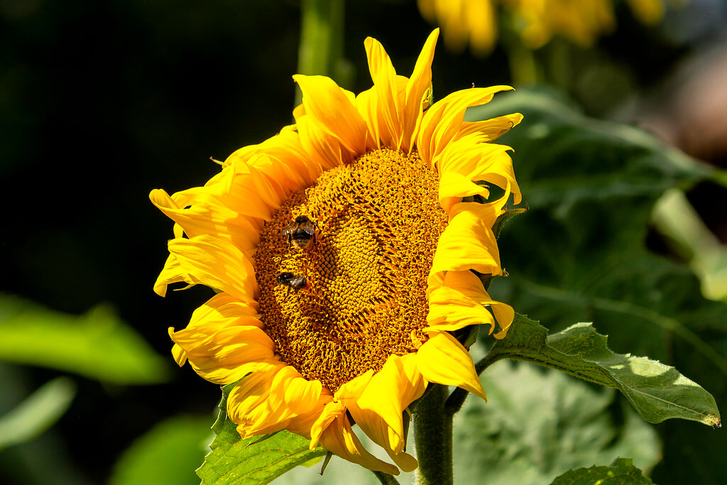 Sunflower (Helianthus sp.)