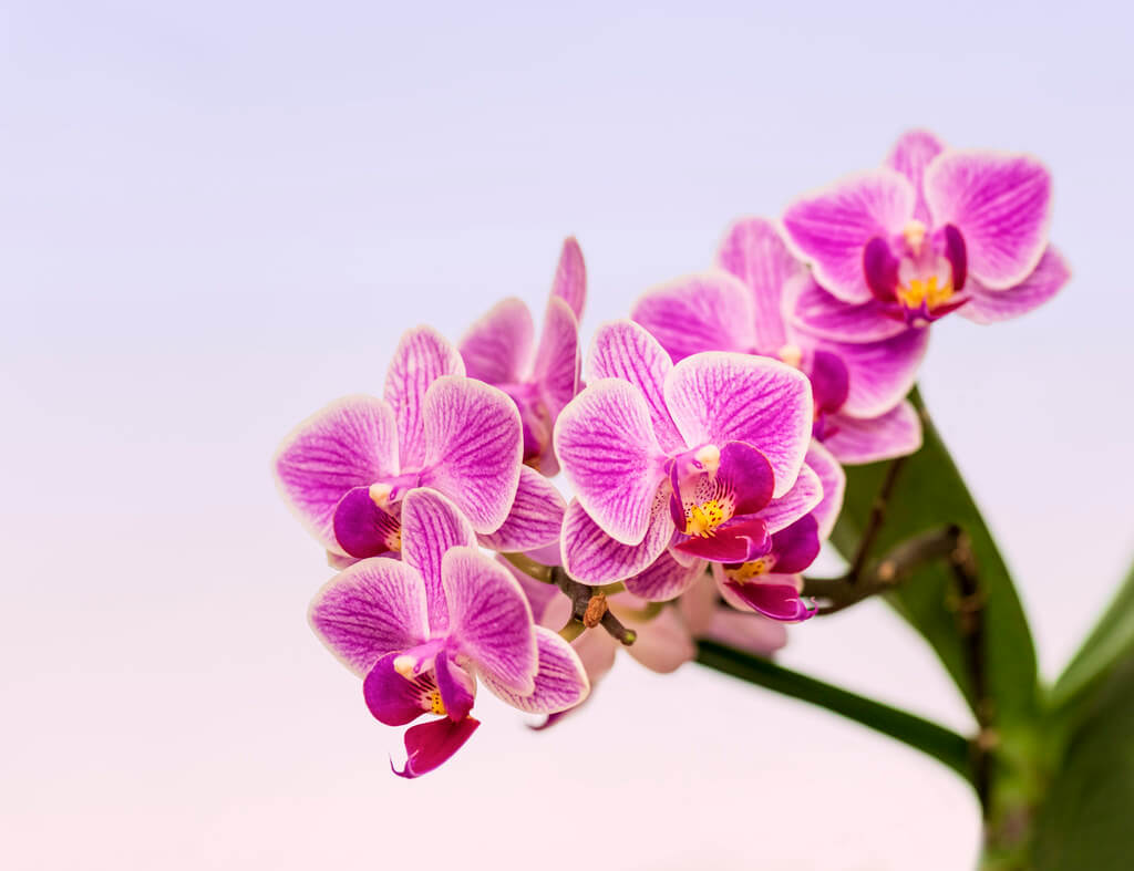 Phalaenopsis Orchids (Moth orchids)