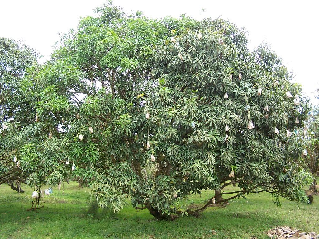 Mango trees