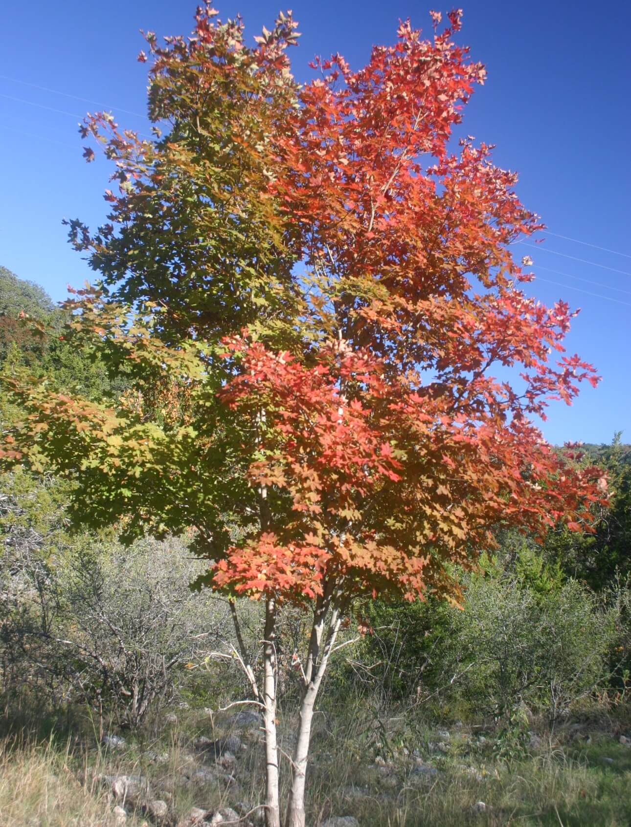 Maple trees