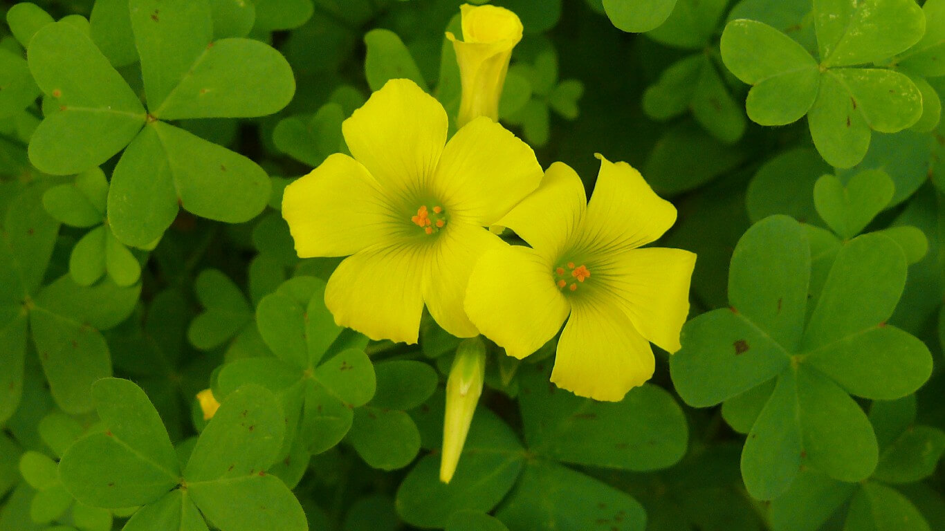 Clover with yellow flowers: Oxalis