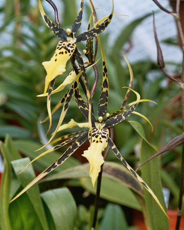 Brassia Orchids