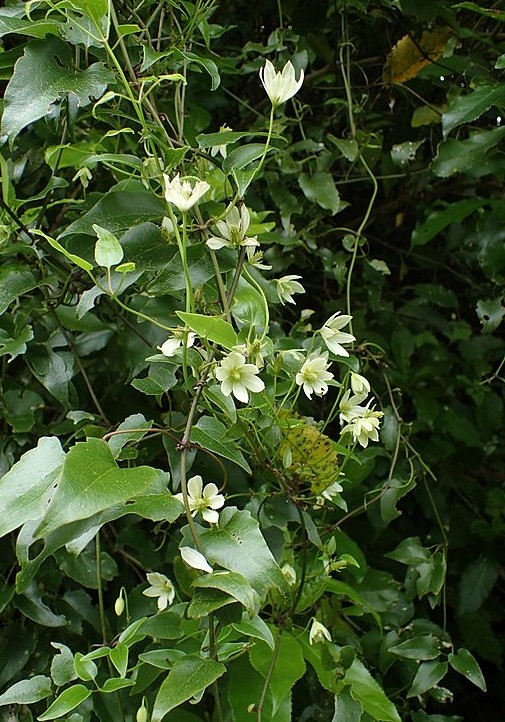 Clematis forsteri