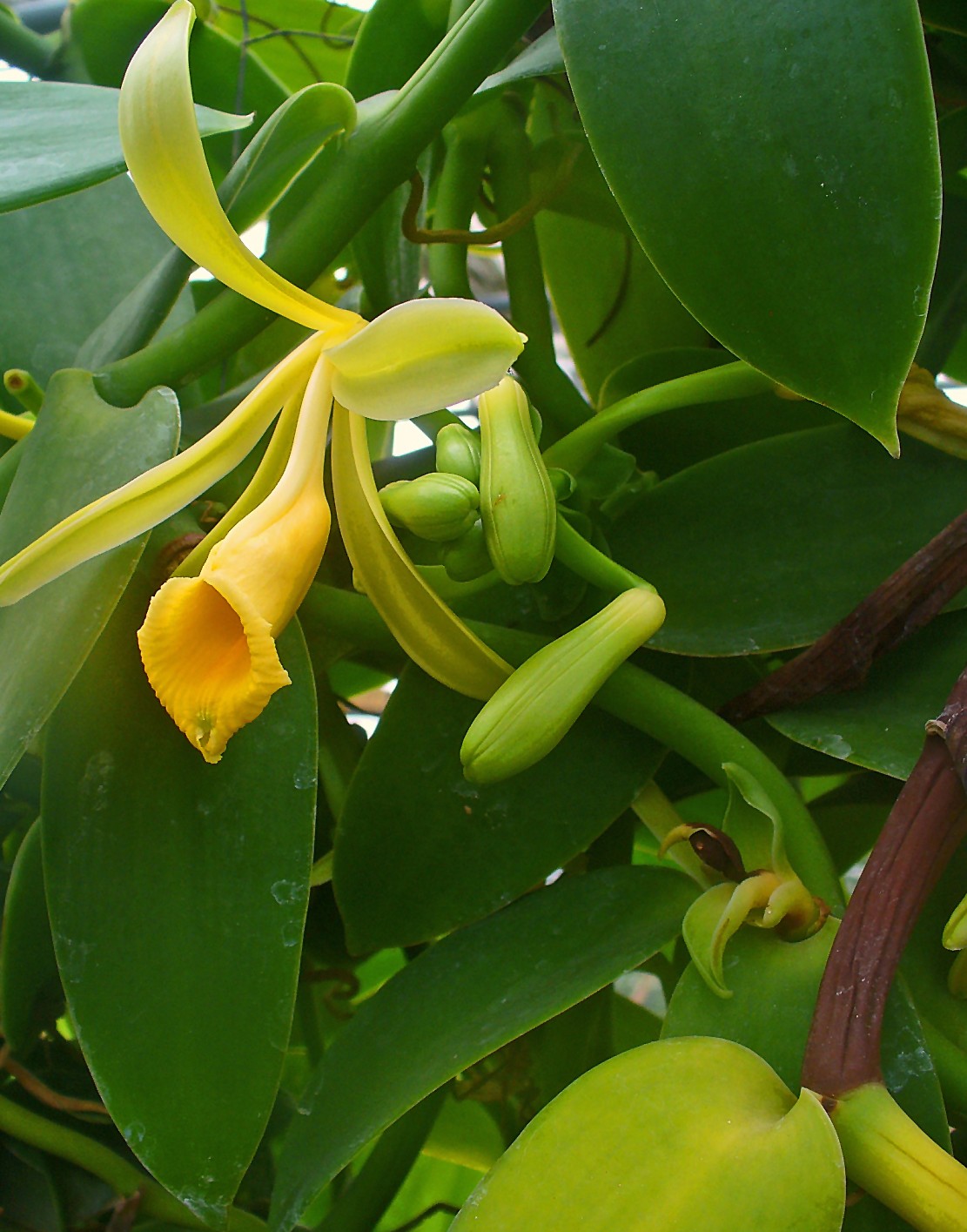 Vanilla Orchids