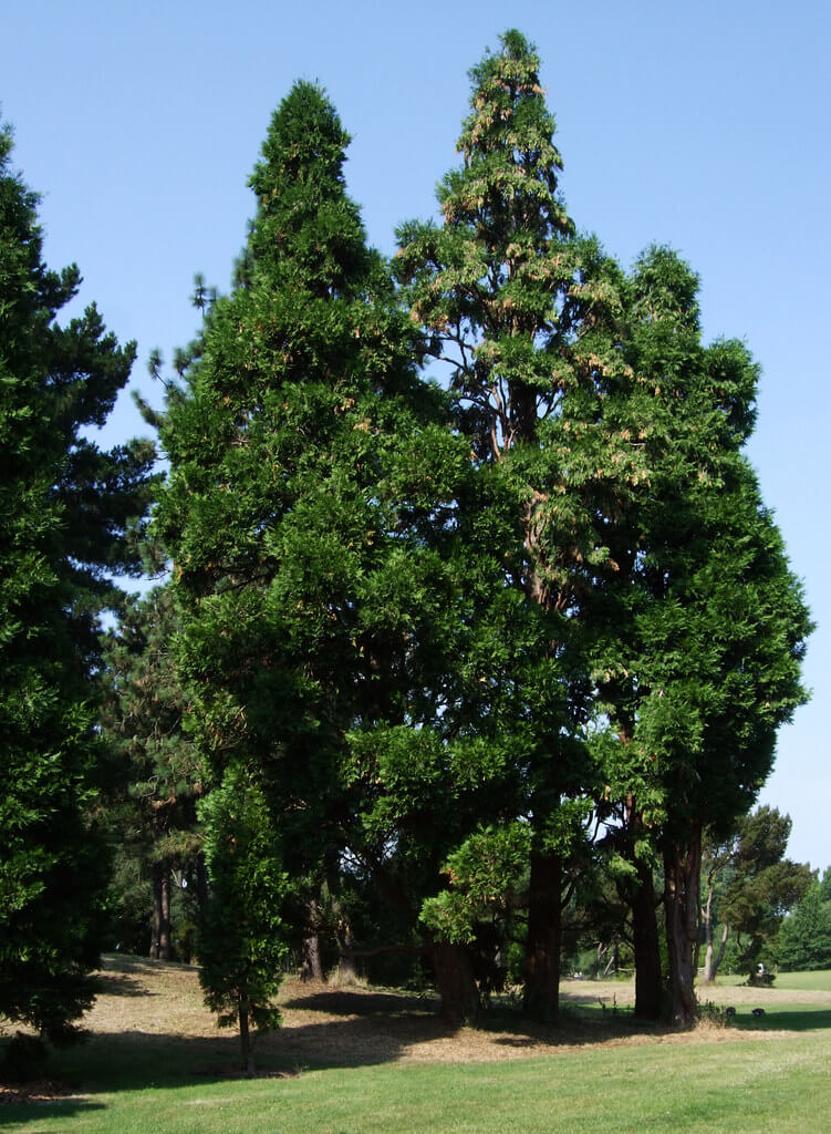 Cedar trees (Cedrus)