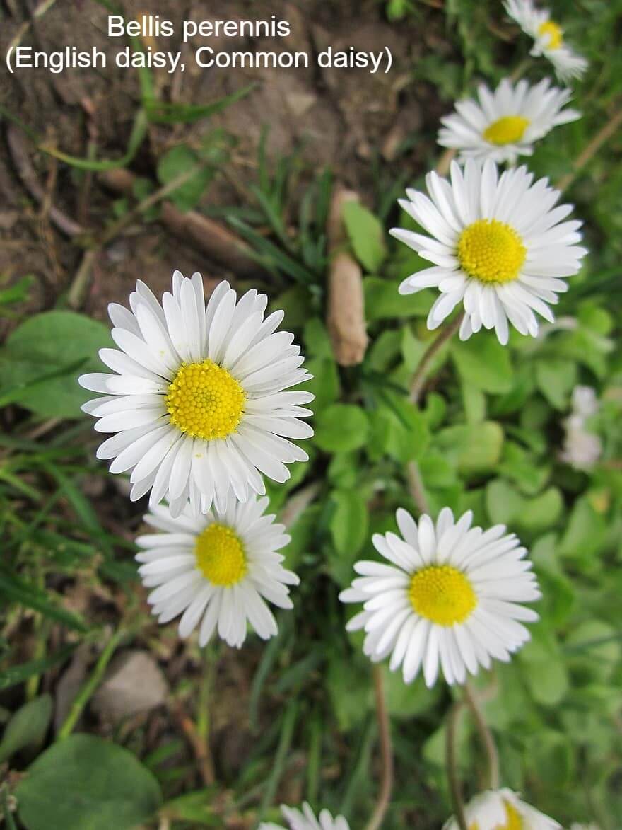 Bellis perennis (English daisy, Common daisy)