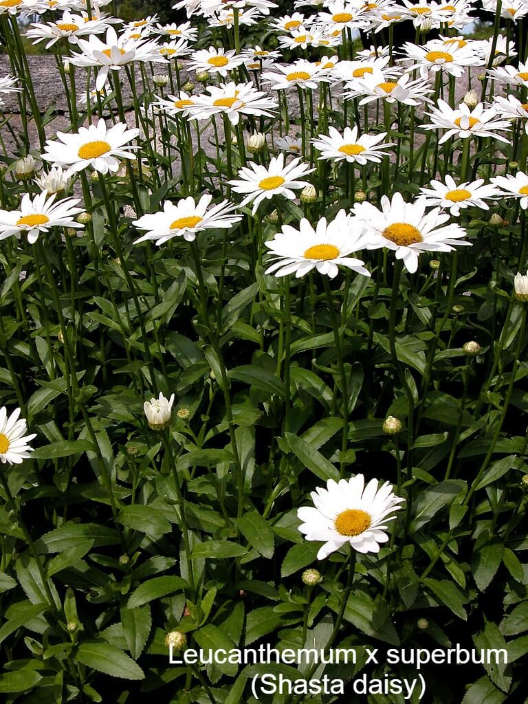 Leucanthemum x superbum (Shasta daisy)