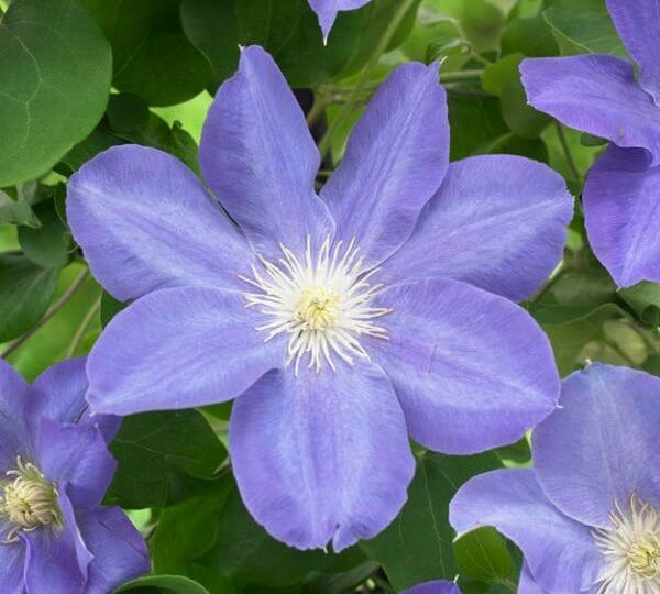 Clematis 'Beauty of Worcester'