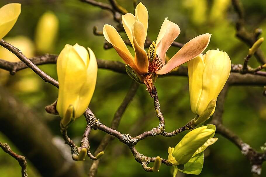 Magnolia 'Butterflies' tree