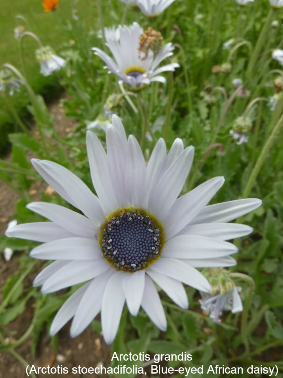 Arctotis grandis (Arctotis stoechadifolia, Blue-eyed African daisy)