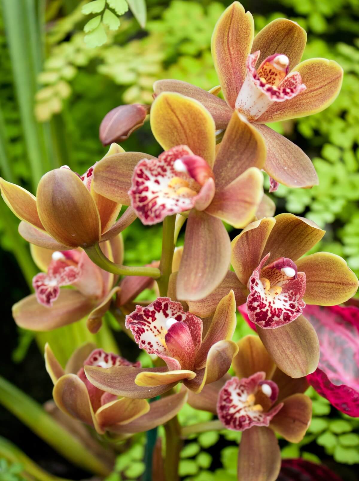 Cymbidium Orchids (Boat Orchids)
