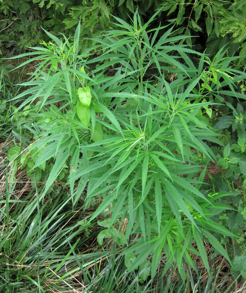 Marijuana (Cannabis sativa)