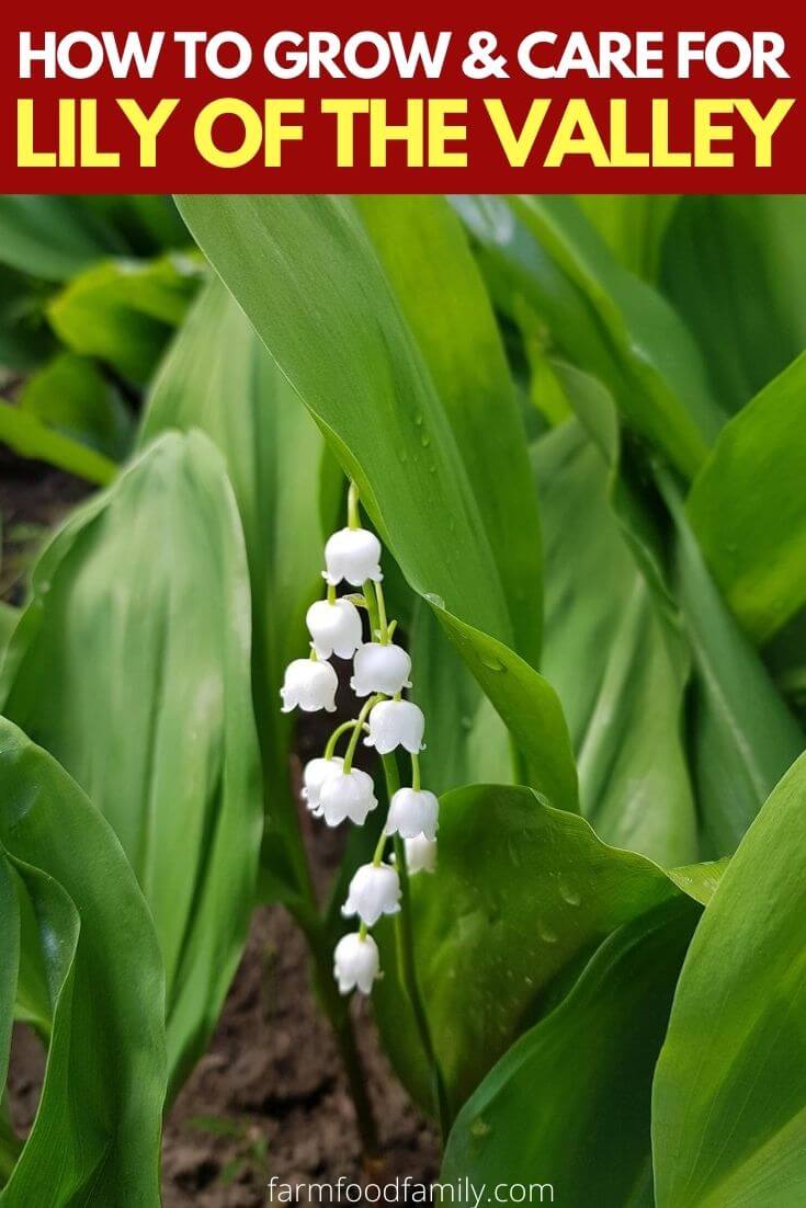 How to grow and care for Lily of the valley