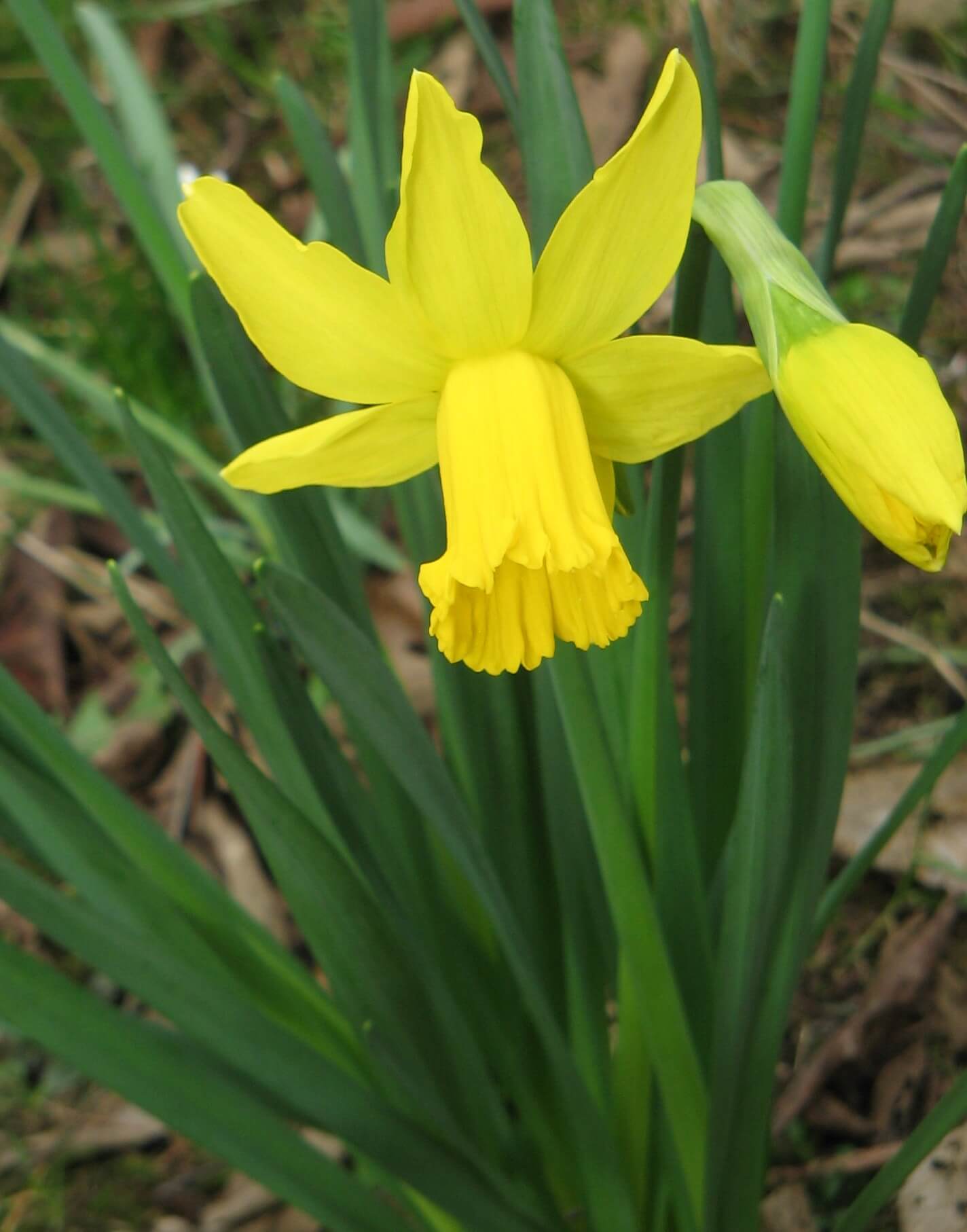 Cyclamineus Daffodils (Narcissus cyclamineus)