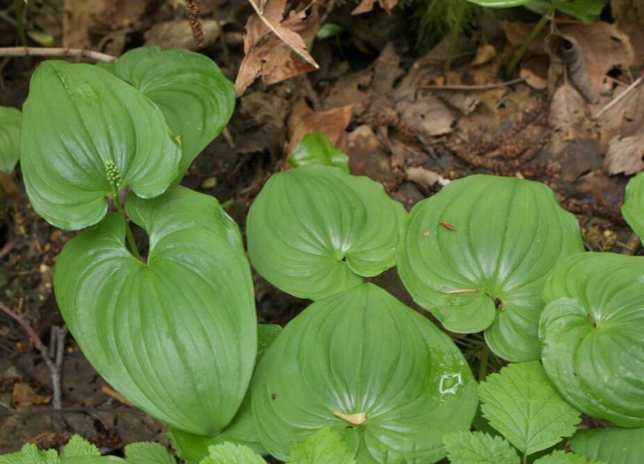 False Lily of the Valley Maianthemum bifolium