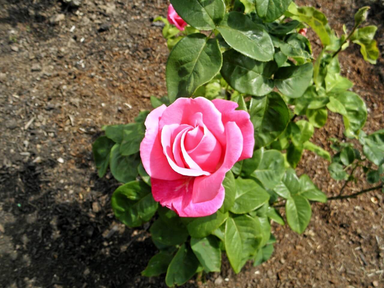 Rosa 'Perfume Delight'