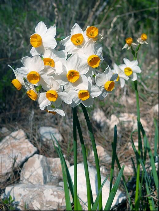 Tazetta Daffodils (Narcissus tazetta)