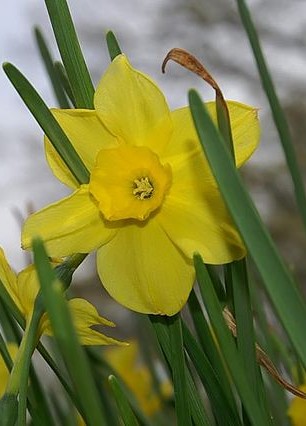 Jonquilla Daffodils/rush daffodil (Narcissus jonquilla)