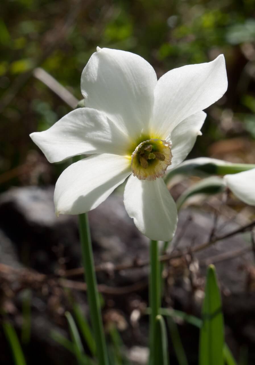 Poeticus Daffodils (Narcissus poeticus)