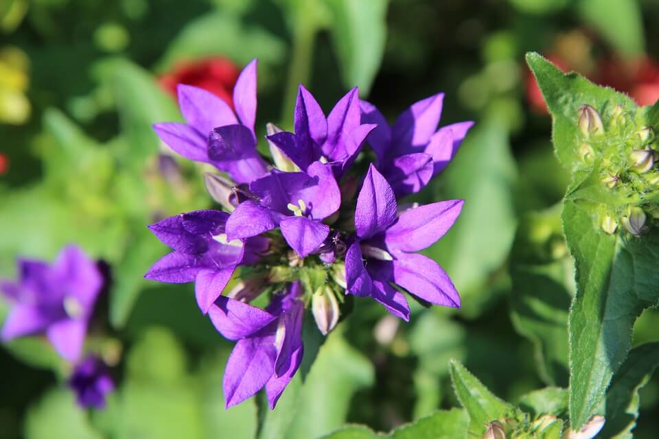 Rhode Island violet