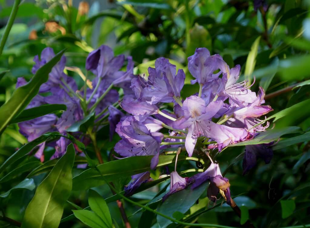 Rhododendron 'Blue Diamond'