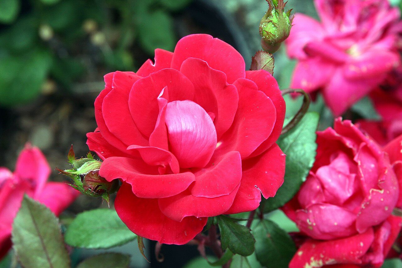 Double Knock Out® rose
