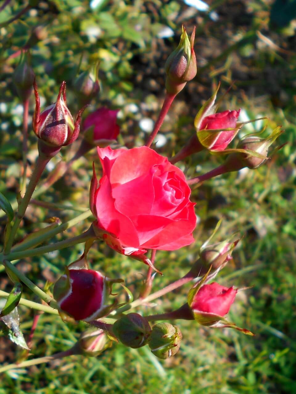 Scarlet Meidiland rose