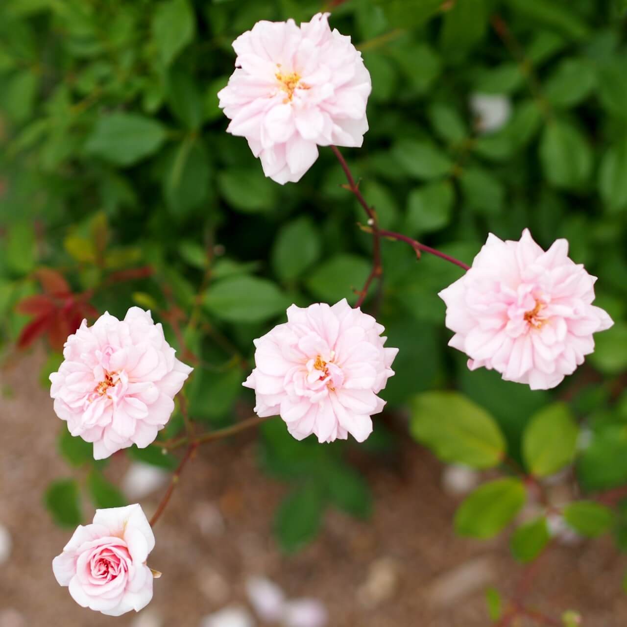 Rosa 'Cecile Brunner'