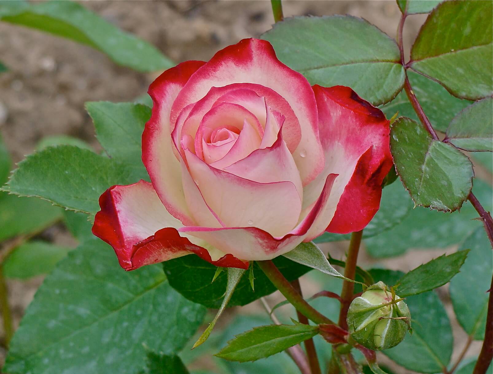 Tea rose hybrid