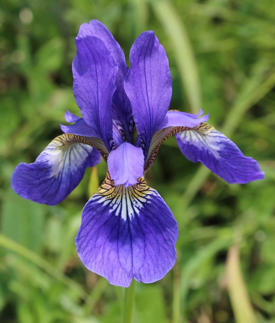 Tennessee iris