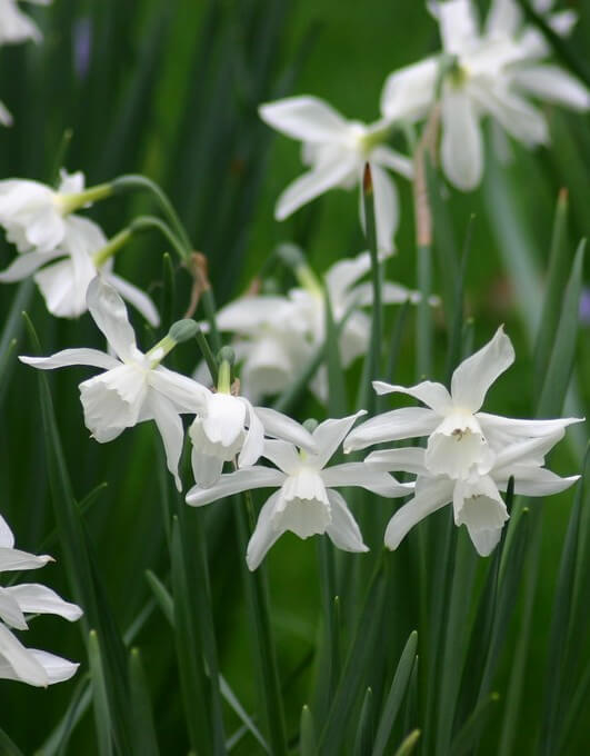 Triandrus Daffodils (Narcissus 'Thalia')