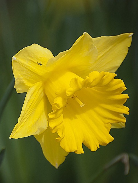 Trumpet Daffodils (Trumpet Narcissus)
