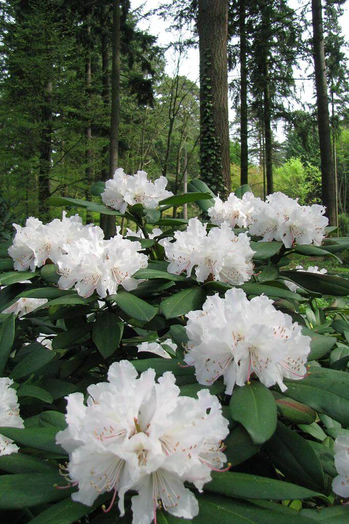 West Virginia rhododendron